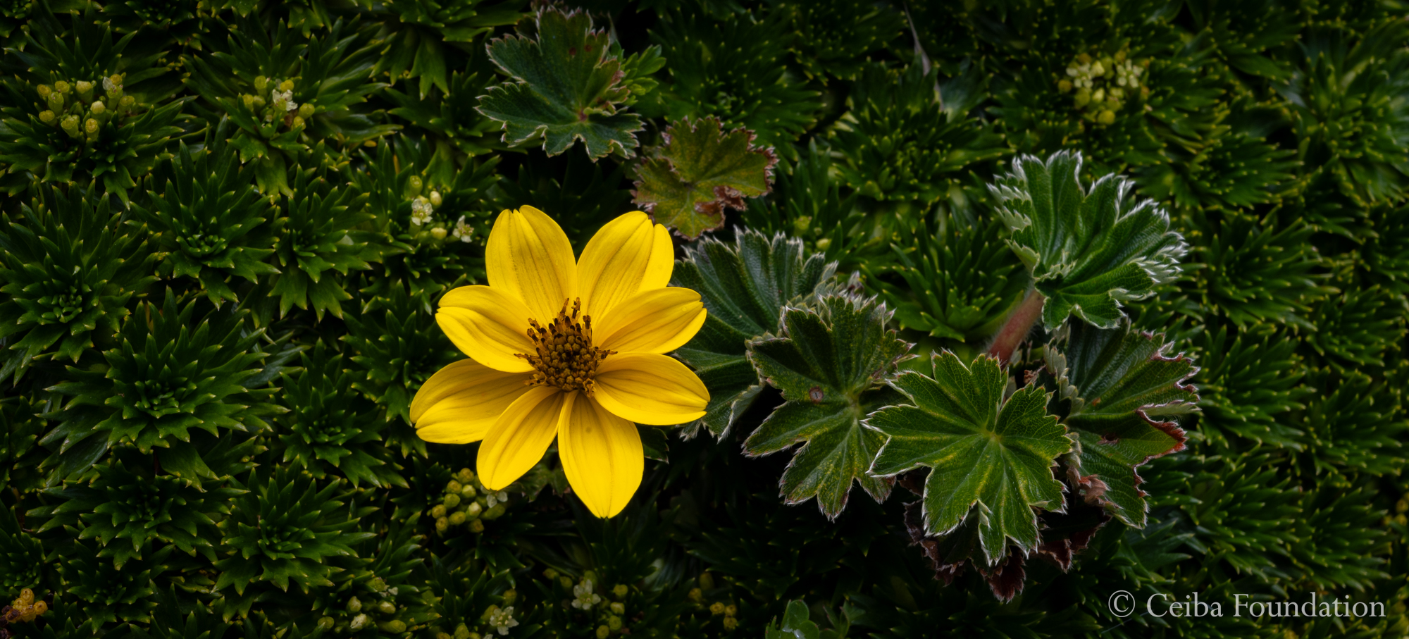 Bidens andicola