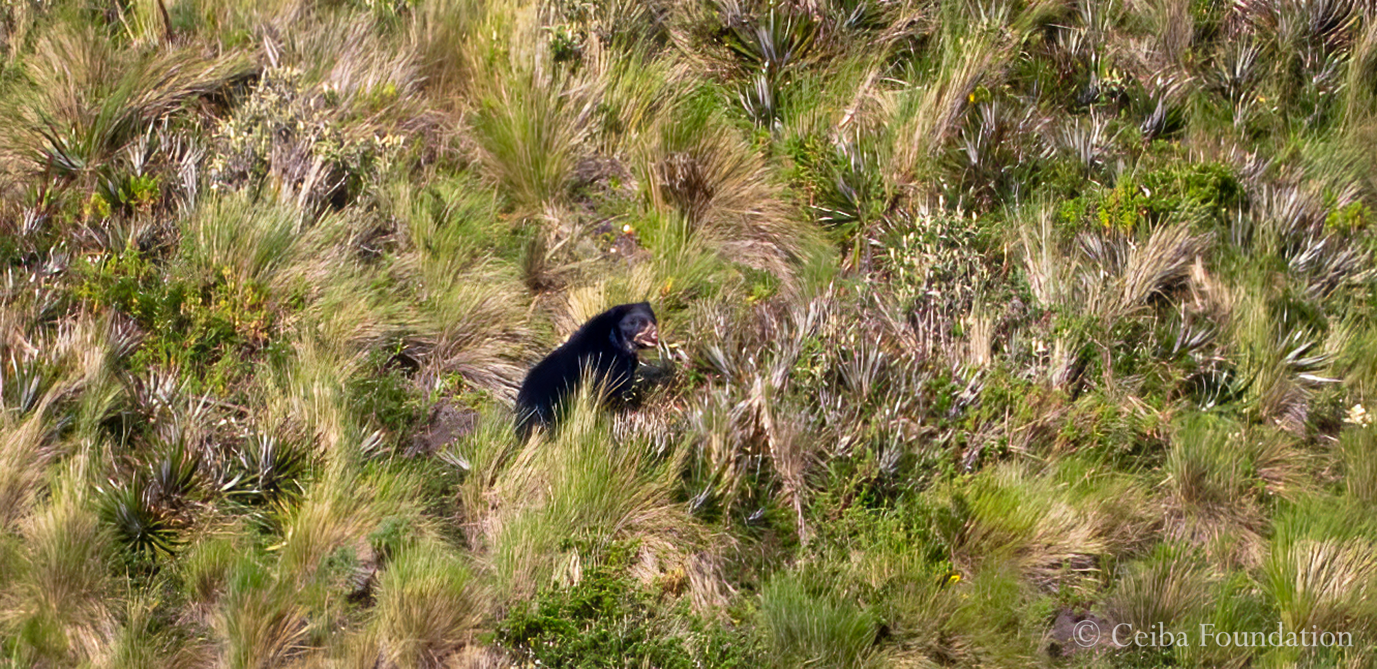 Spectacled bear